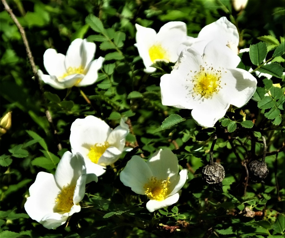 Die filigranen Blüten der Heckenrosen erfreuen immer wieder.