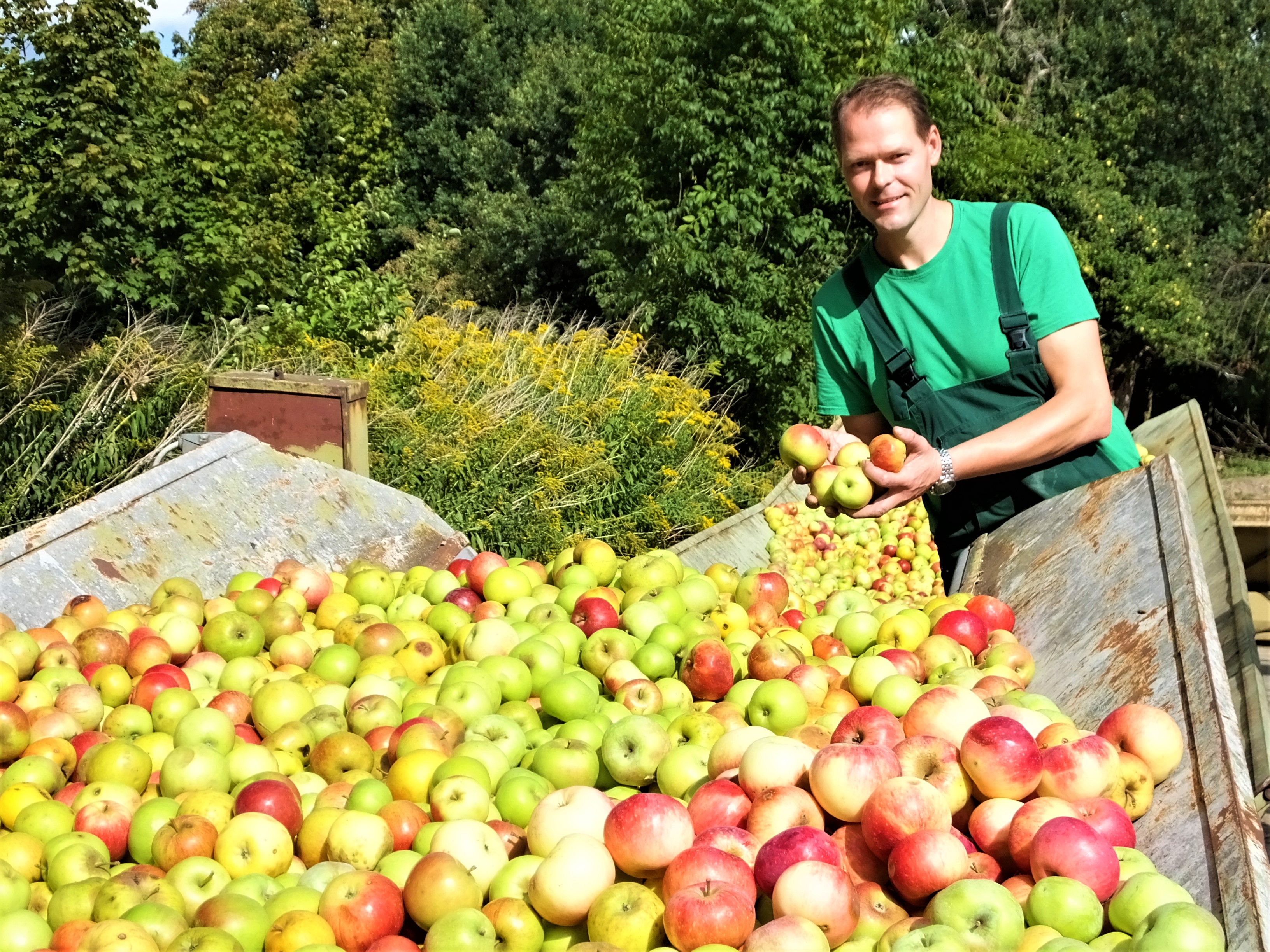 Die diesjährige Apfelschwemme bringt für Martin Wietz, Chef von "Kyritzer Fruchtsäfte", reichlich Arbeit.

